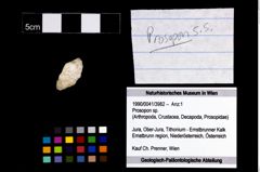 Foto (Objekt + Etikett) von Prosopon sp.  (NHMW-GEO-1990-0041-3982)